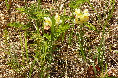 Lnice obecná (Linaria vulgaris)
